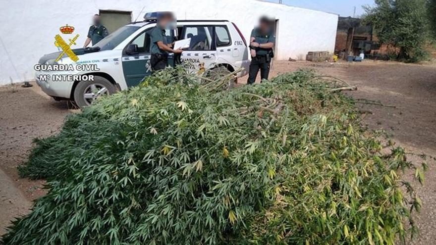 La Guardia Civil desmantela una plantación de marihuana en la pedanía colona de El Villar