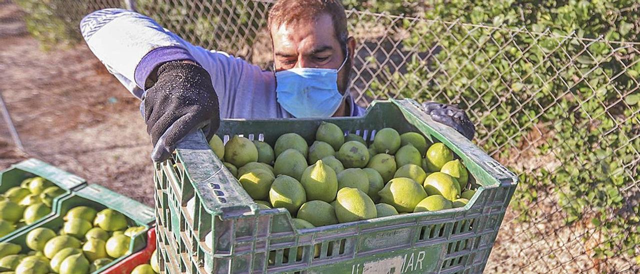 Trabajos de recolección de limones en campos de la comarca de la Vega Baja. | TONY SEVILLA