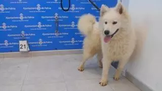 Palma ofrece gratis 25 perros de raza incautados en una operación de la Guardia Civil