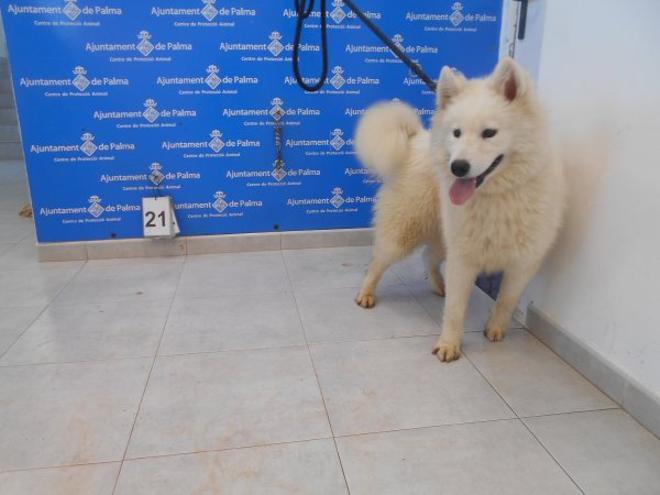 Estas son las fotos de los 25 perros que Palma ofrece gratis en adopción