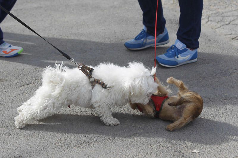 Benidición de animales en la Ermita de Vera y en la Punta