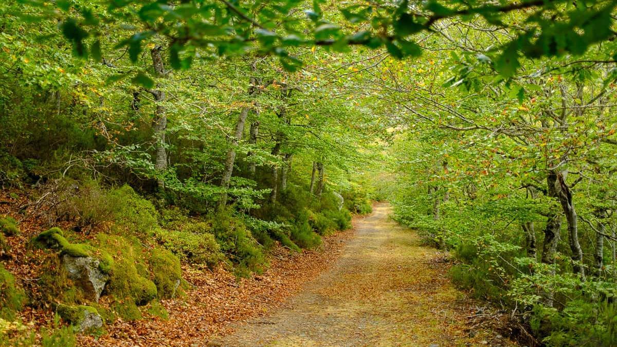 Ruta por el Hayedo de Peña Roya