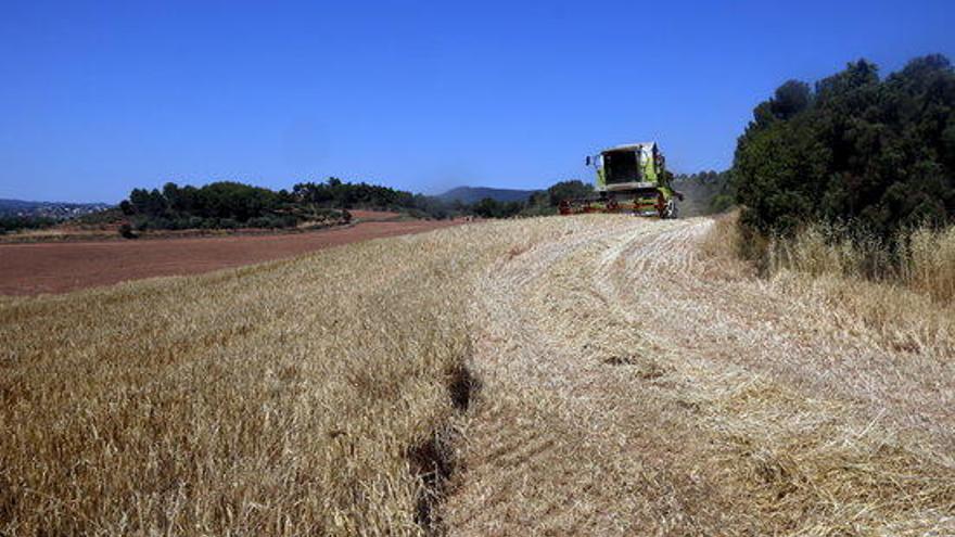 Els pagesos de la Catalunya Central afronten una collita del cereal &quot;irregular&quot; per les gelades tardanes