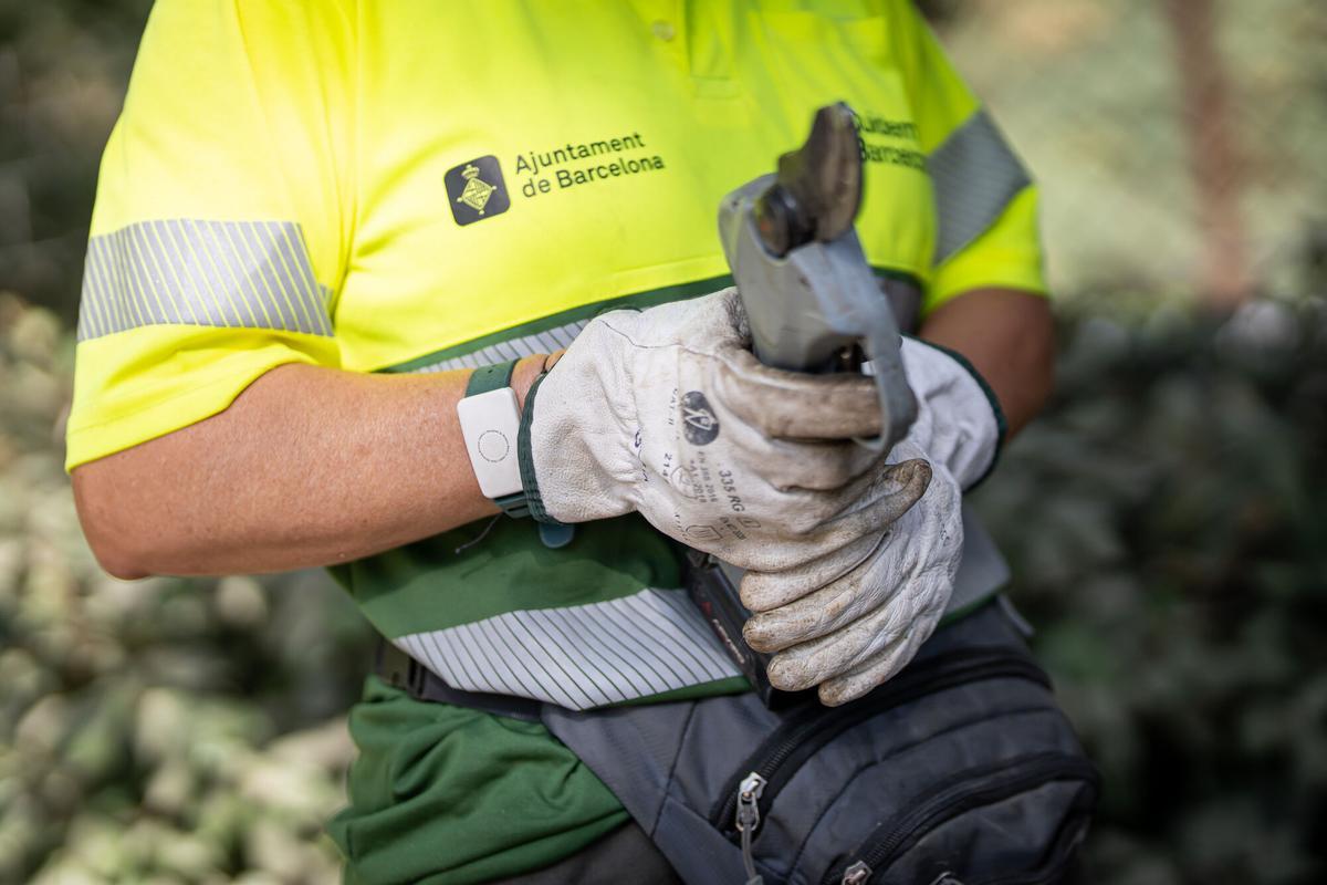 Trabajadores de Parques y Jardines utilizan pulseras inteligentes que alertan cuando la temperatura corporal alcanza niveles de riesgo de sufrir un golpe de calor, dentro de la campaña impulsada por el Ayuntamiento de Barcelona para proteger a los empleados expuestos a altas temperaturas durante la jornada laboral. En la Clariana de Glòries, Barcelona, a 23 de junio de 2026. AUTOR: MANU MITRU | EPC