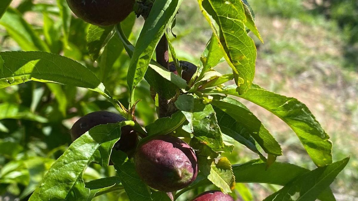 Una planta de nectarinas dañada a consecuencia de las últimas granizadas. | COAG