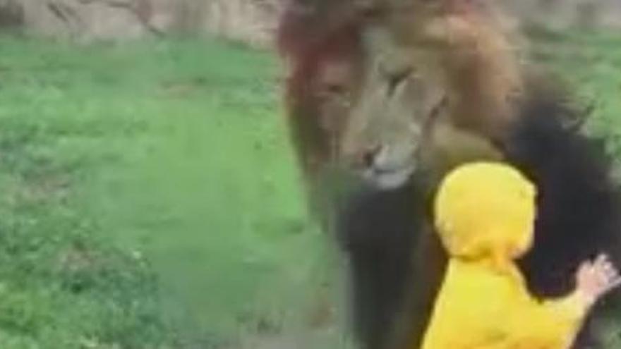 Un lleó s&#039;estampa contra un vidre en llançar-se sobre un nen