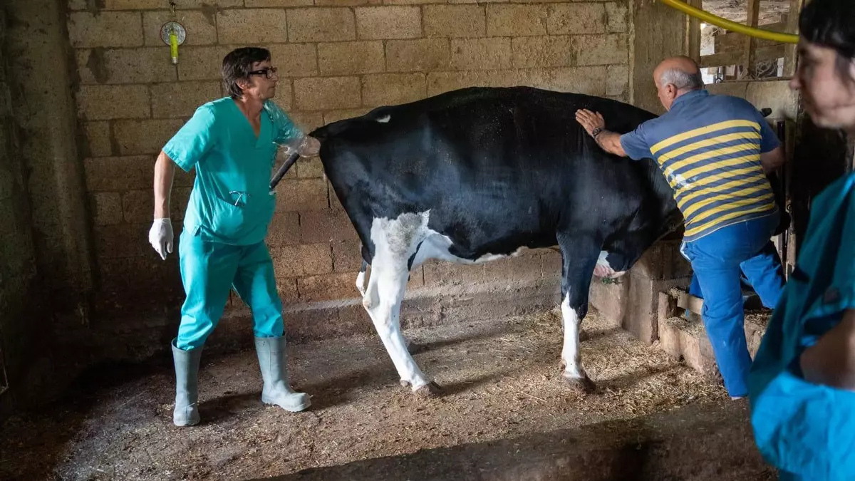 Veterinarios de la UCO participan en el programa Rocinante de la BRI X en el Líbano