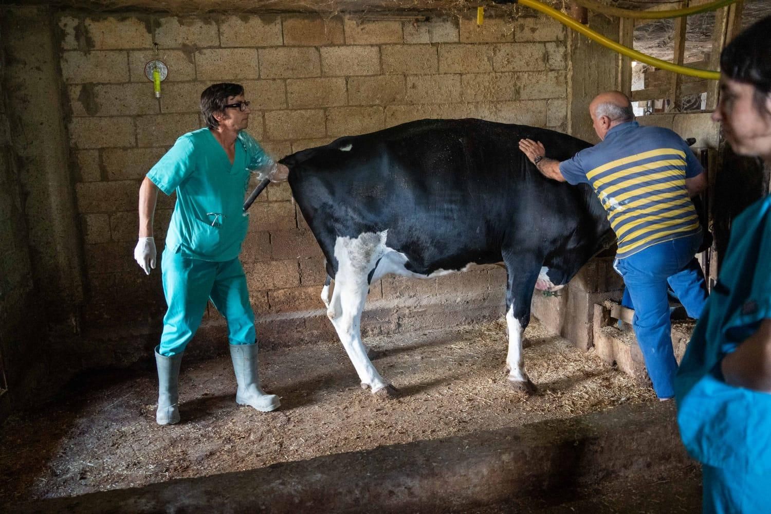 Veterinarios de la UCO participan en el programa Rocinante de la BRI X en el Líbano