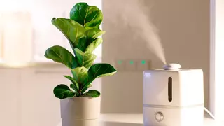 Tres plantas de fácil cuidado para evitar que haya humedad y moho en el baño