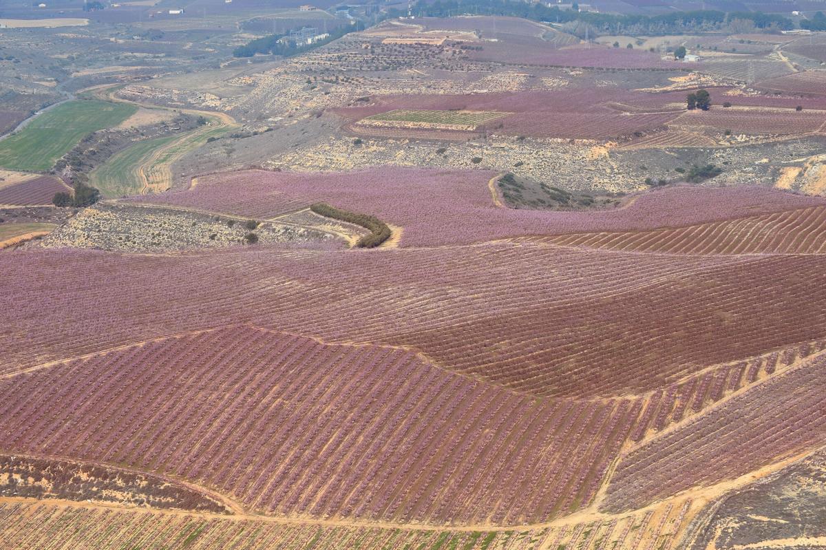 Floración de los árboles en los campos de Aitona (Segrià, Lleida), en el 2018.