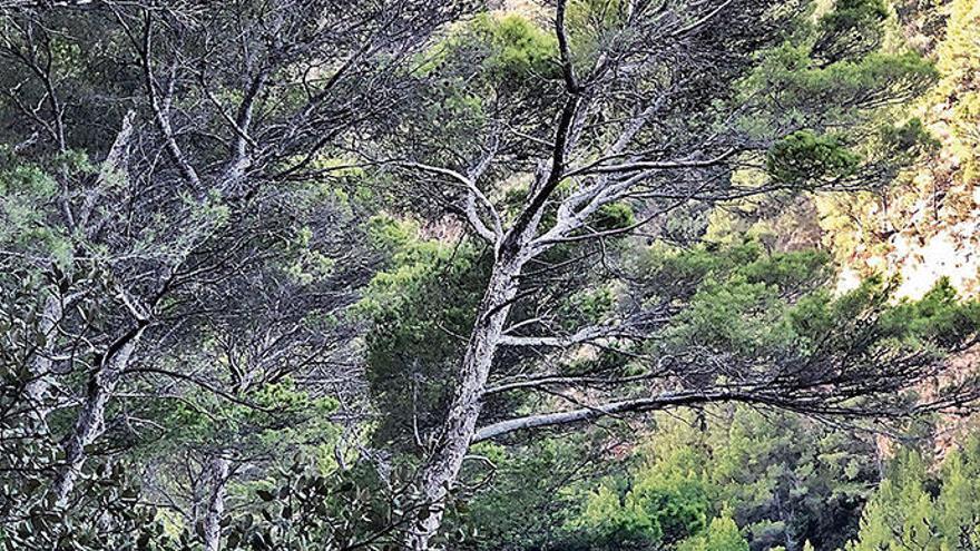 „Pinus halepensis&quot; in Küstennähe: Stetige Winterstürme haben den Stamm zur Seite gedrückt.