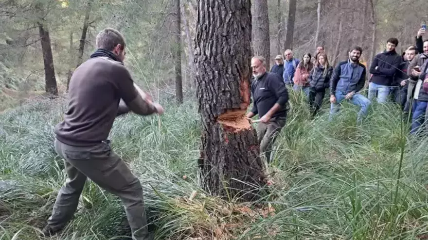 Maibaumkraxeln auf Mallorca: Zu Sant Antoni fällt Pollença eine 24 Meter hohe Kiefer