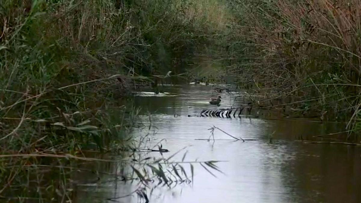 El ecosistema de s'Albufera se recupera un año después del incendio