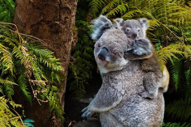Koala, fauna australia