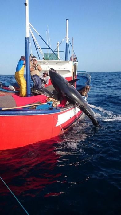 Arranca la campaña de captura del atún rojo