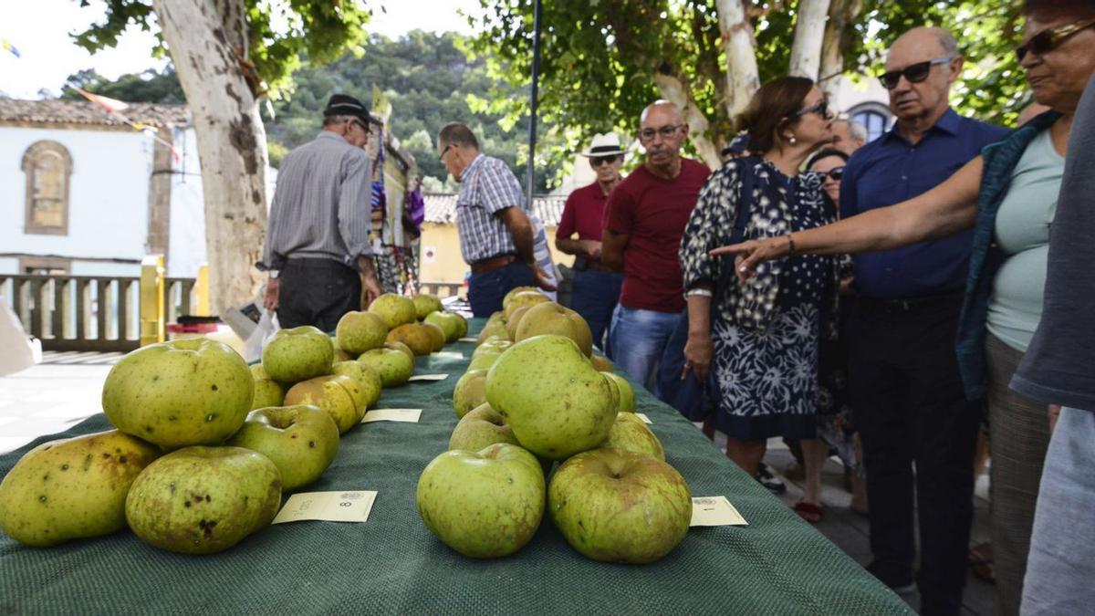 Valleseco saborea la manzana mientras Valsequillo se va de verbena | LP/DLP