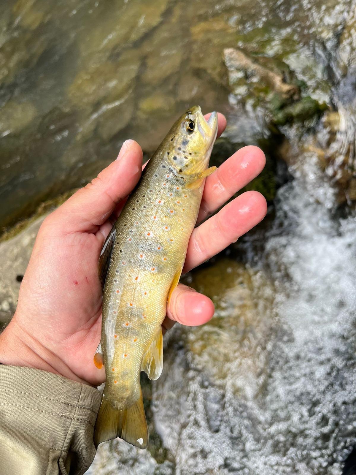 Galicia demuestra un año más su inagotable cantera de la pesca Galicia demuestra un año más su inagotable cantera de la pesca