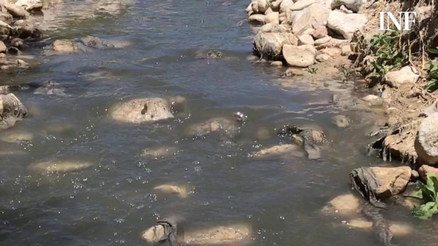 El Observatorio del Vinalopó exige el fin de los vertidos al río y alerta del impacto ambiental