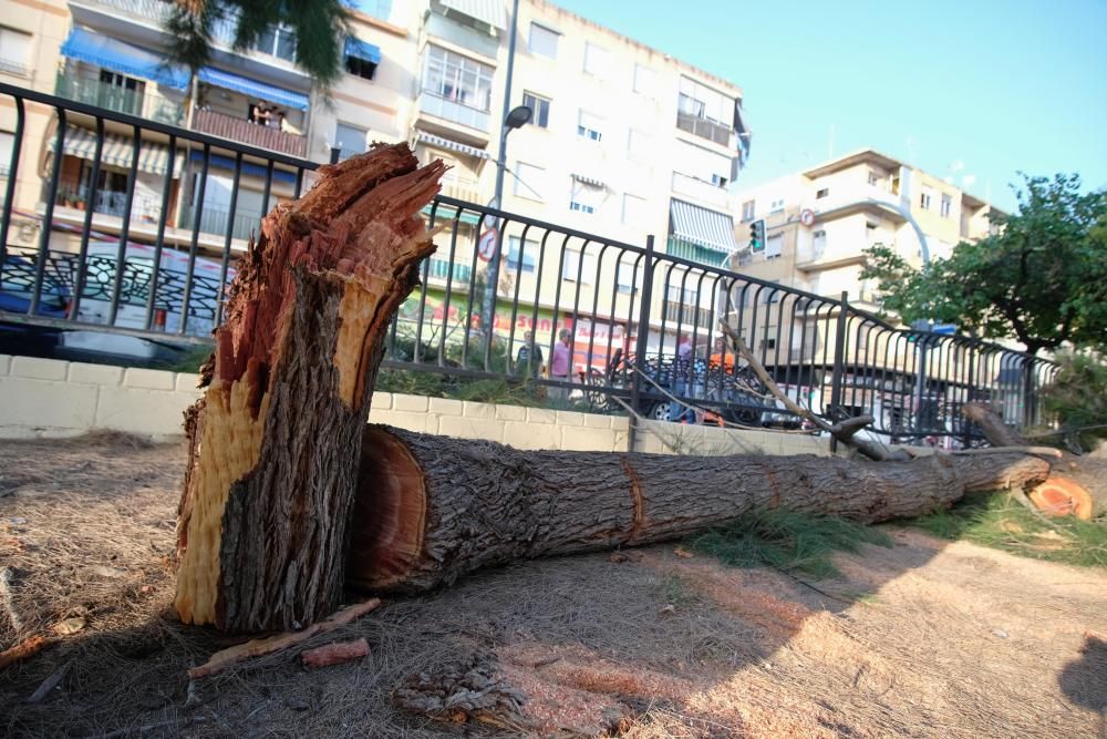 Cinco personas resultan heridas por la caída de la rama de un árbol en Elda