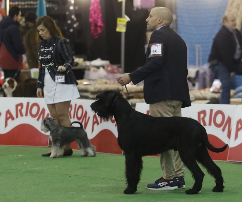 La Exposición Canina de Vigo cierra una nueva edición con grandes resultados.