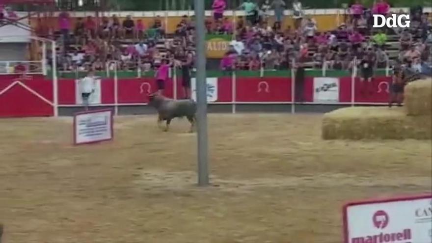 Un toro escapa del correbous de Vidreres i deixa un ferit crític i una quinzena més d'afectats