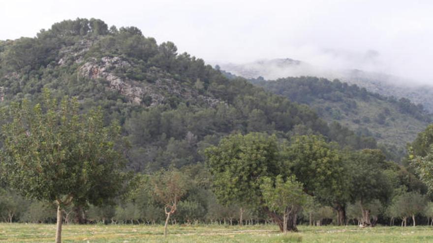 Im 18. Jahrhundert hat ein Spanier vier Jahre lange alle Bäume Mallorcas gezählt.