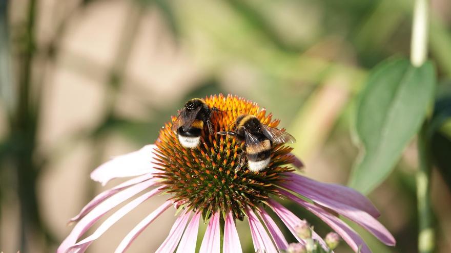 Las plantas producen más néctar cuando &quot;escuchan&quot; el zumbido de las abejas