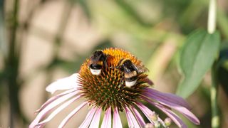 Las plantas producen más néctar cuando "escuchan" el zumbido de las abejas