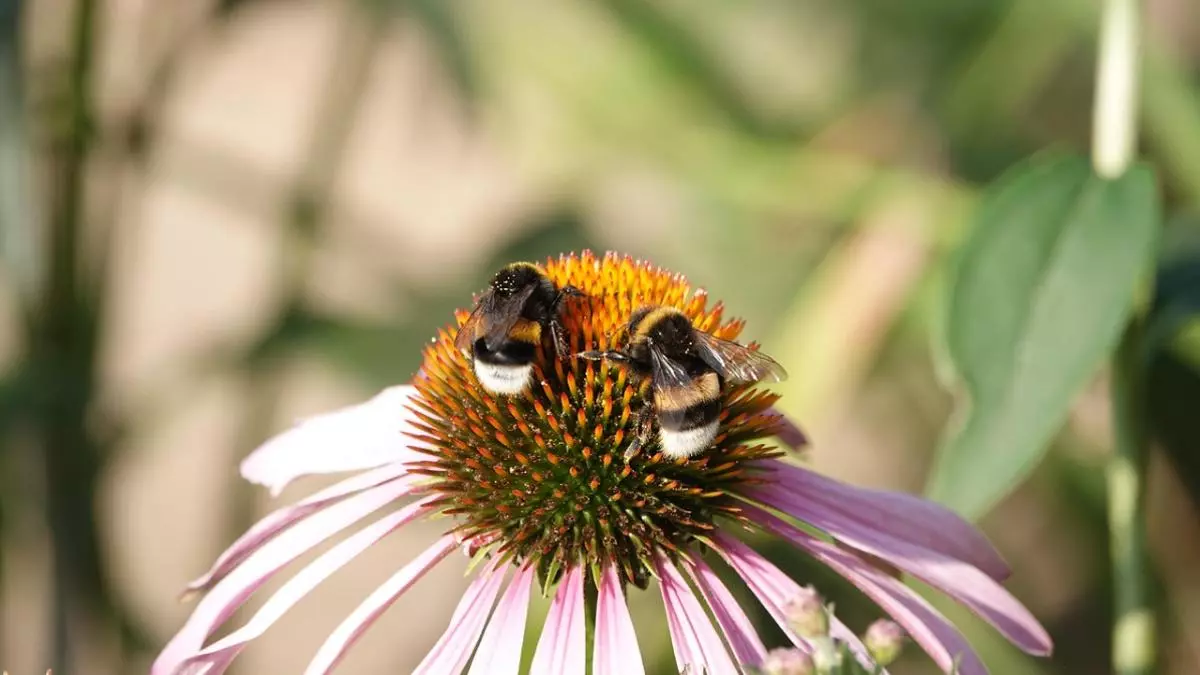 Las plantas producen más néctar cuando "escuchan" el zumbido de las abejas