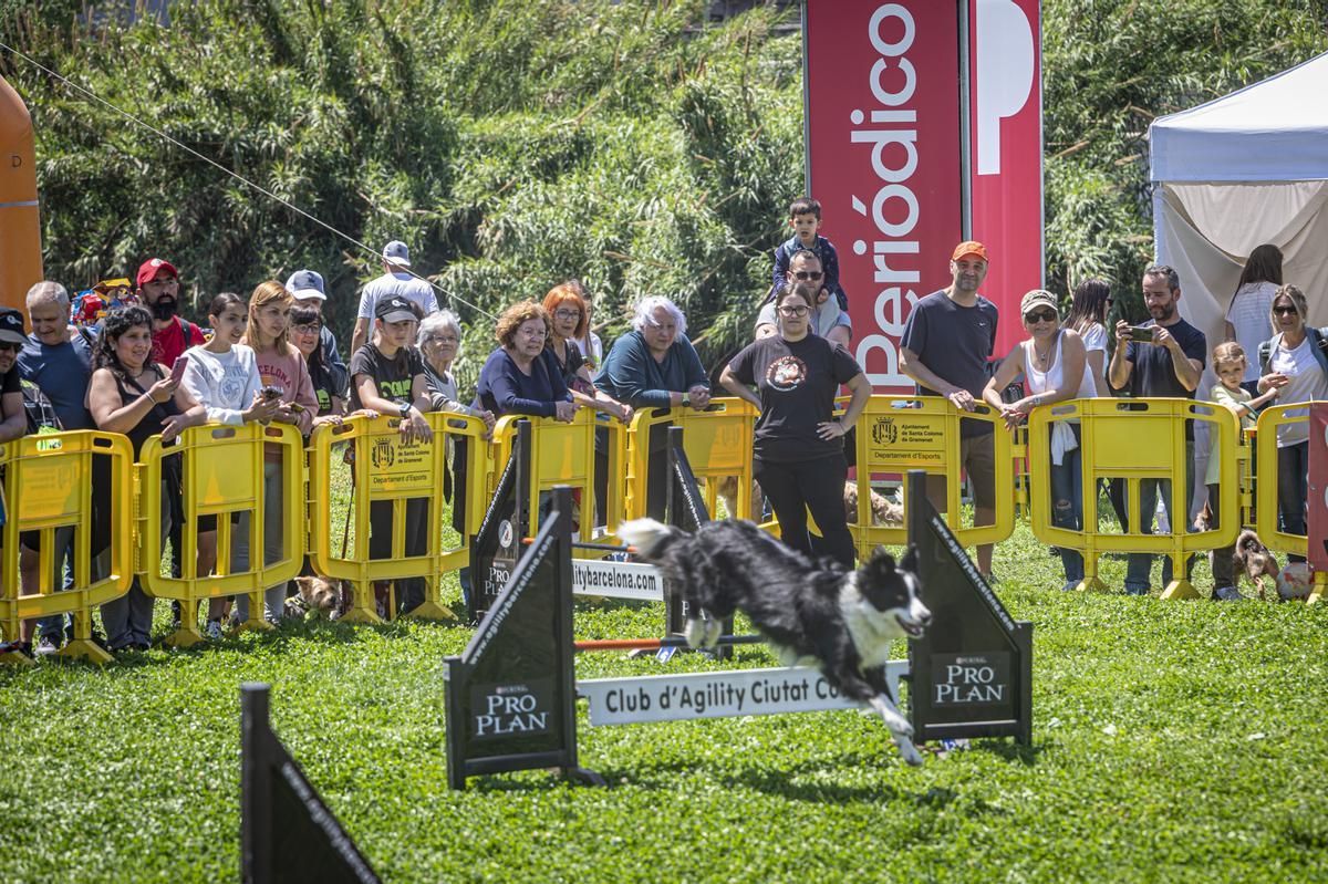 CAN WE RUN BARCELONA. La carrera organizada por Prensa Ibérica y El Periódico de Catalunya con la colaboración de Sport ,  donde las personas y sus mascotas perrunas corren en familia