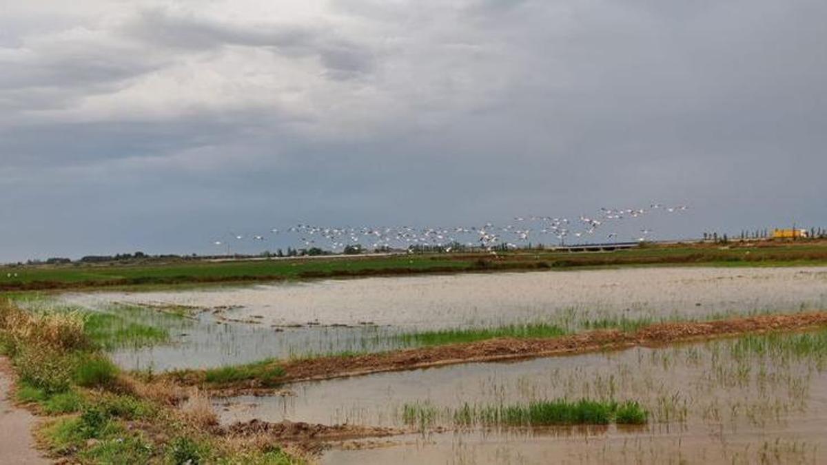 Flamencos en l'Albufera