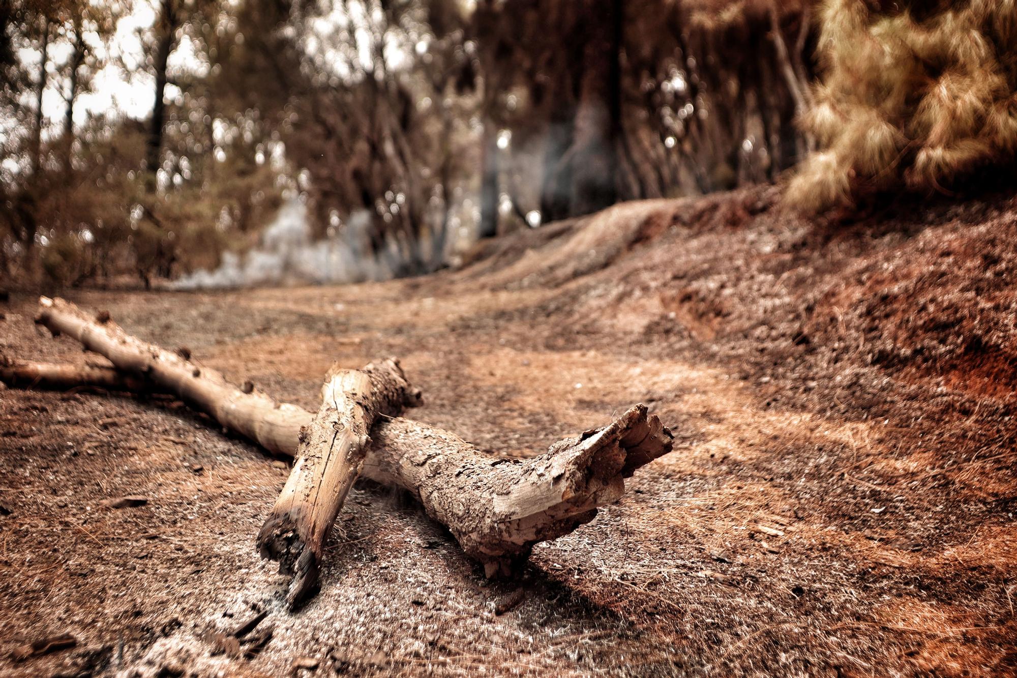 Evolución del incendio en Tenerife