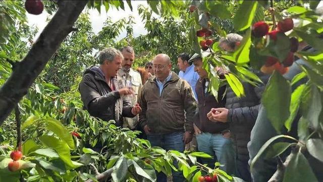 El consejero de Agricultura, Juan José García, visita explotaciones de cerezas en el Valle del Jerte afectadas por borrascas.