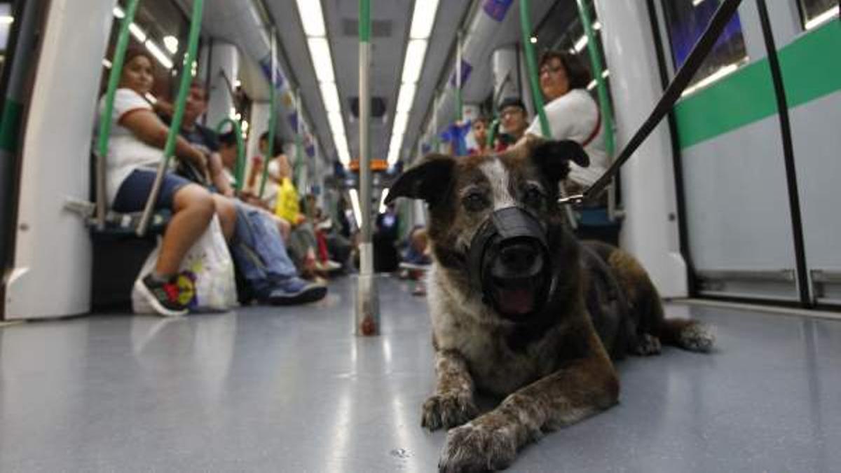 Un perro con bozal en un tranvía.