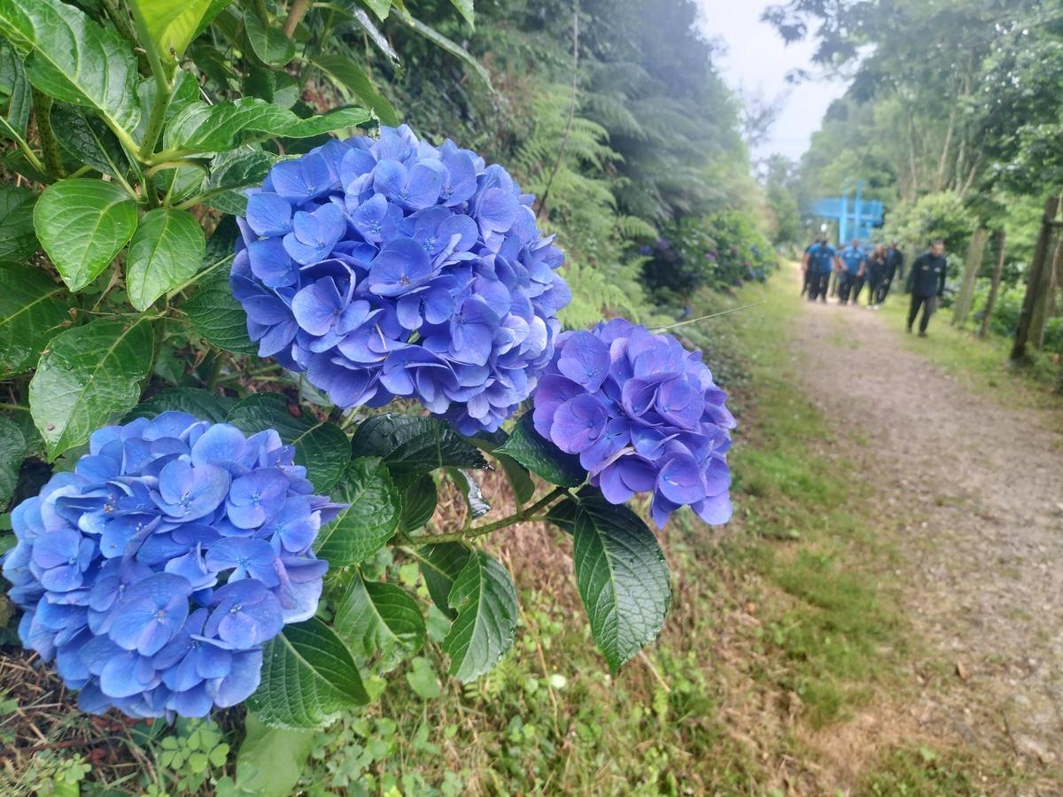 Hortensias azules en el camino que conduce al conjunto botánico de Luarca.