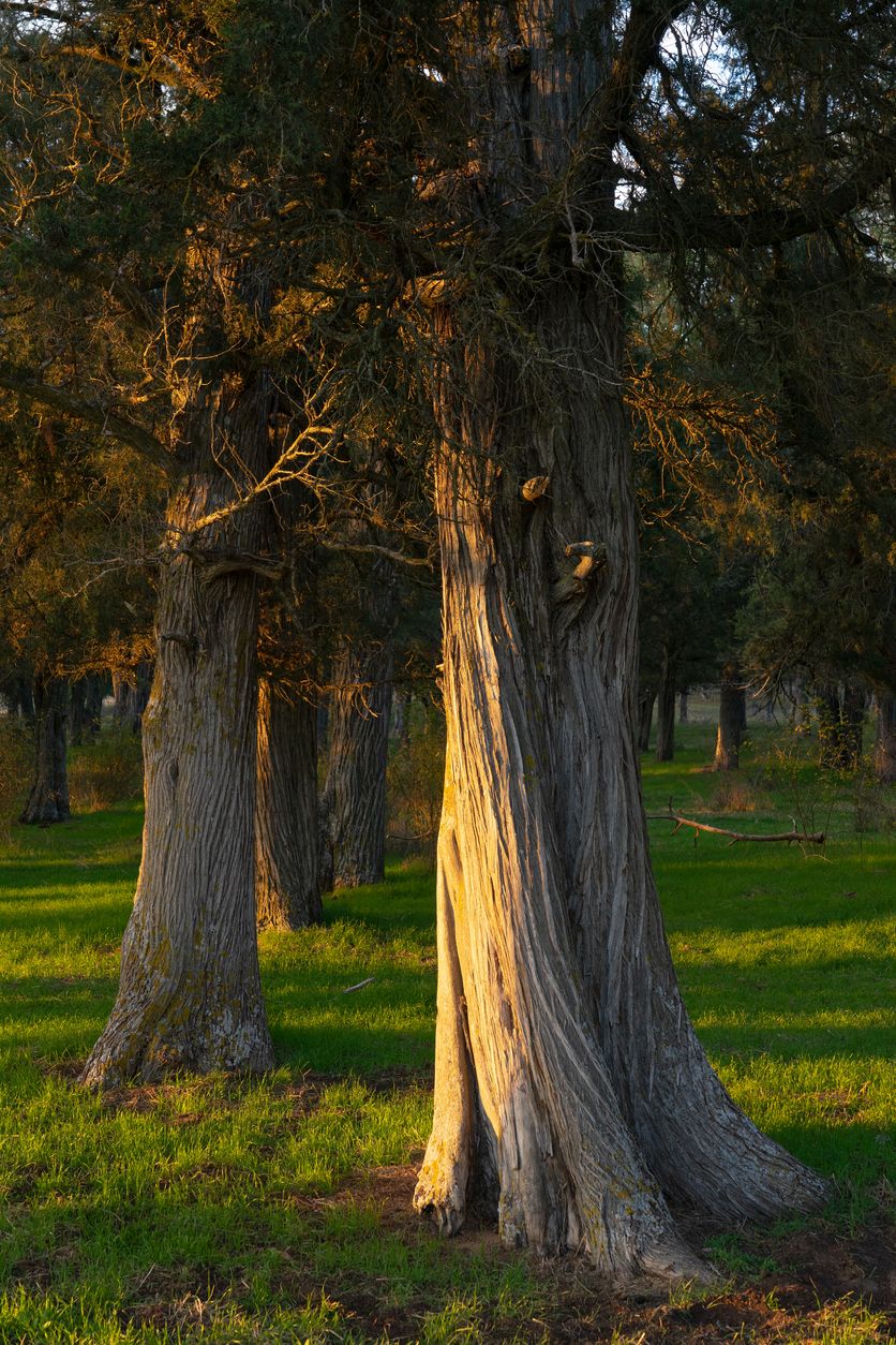 El bosque se encuentra a tan sólo 3km del pueblo de Calatañazor, y es perfecto para descubrir en familia