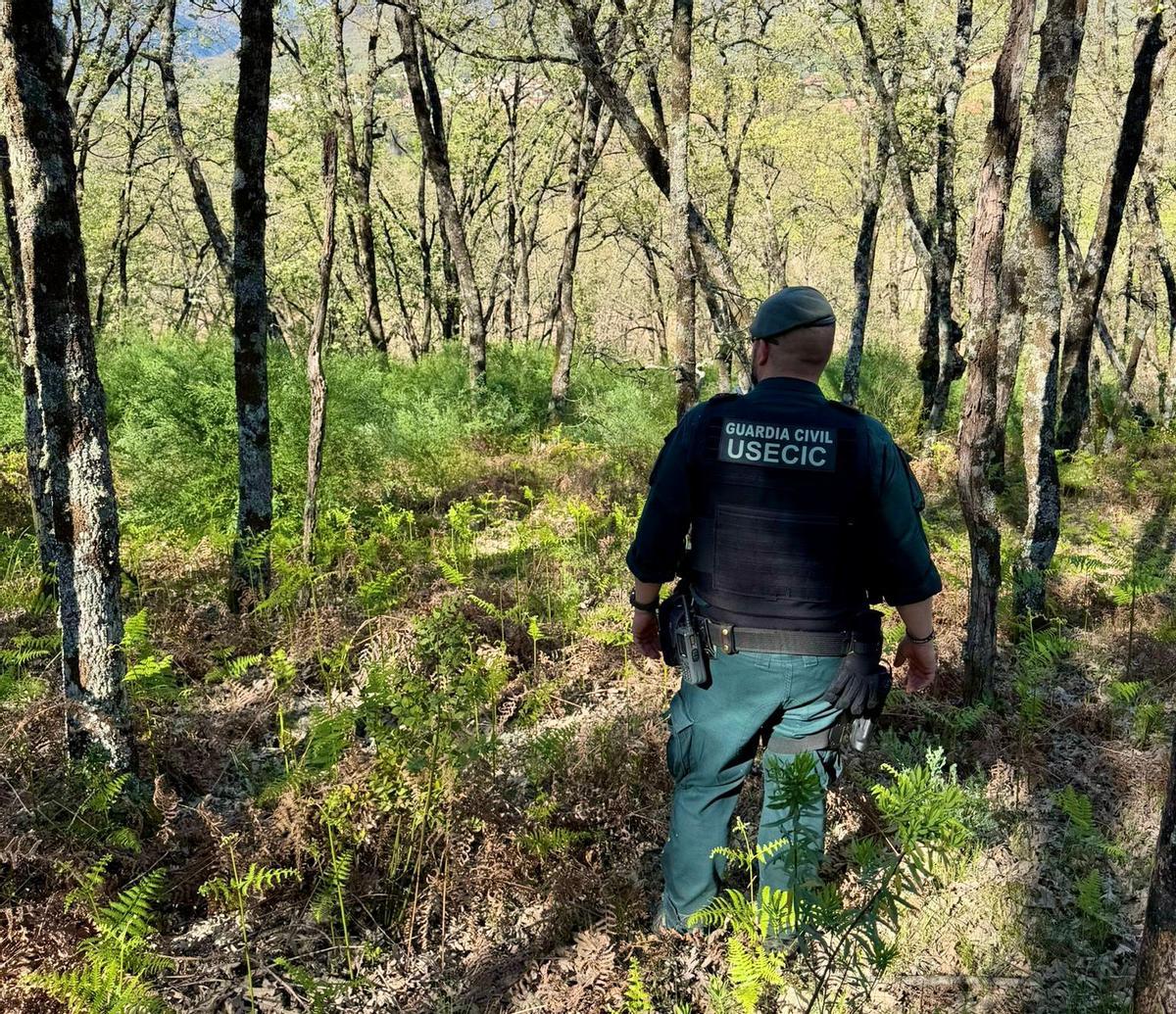 Un agente de la Guardia Civil en las labores de búsqueda
