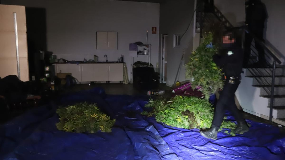 La Policía recoge las plantas de marihuana incautadas en una nave de Las Quemadas.