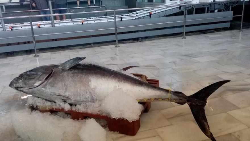 Duplican las licencias para pescar atunes en la Región el año que viene