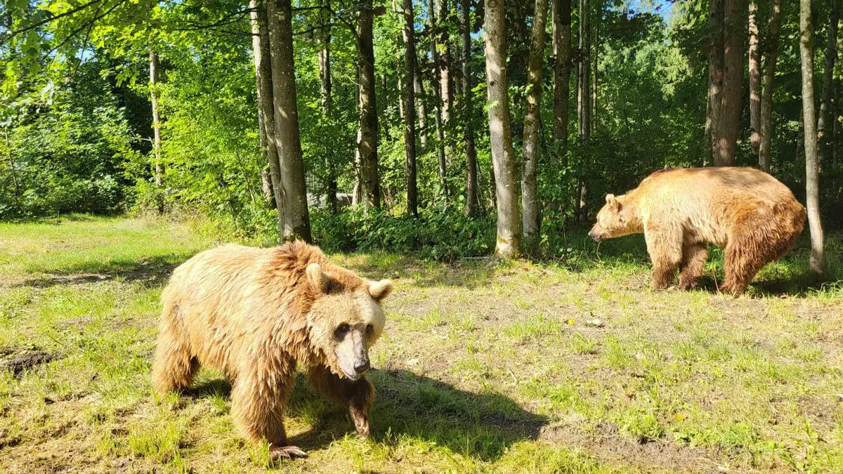 De León a un santuario en Alemania: la nueva vida de los dos osos más longevos en cautividad de España