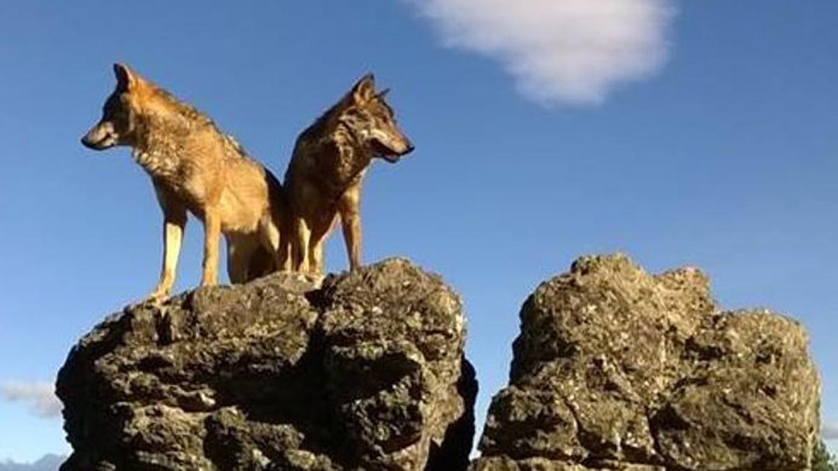 La Junta iniciará en los próximos meses el plan de recuperación del lobo ibérico en Extremadura.