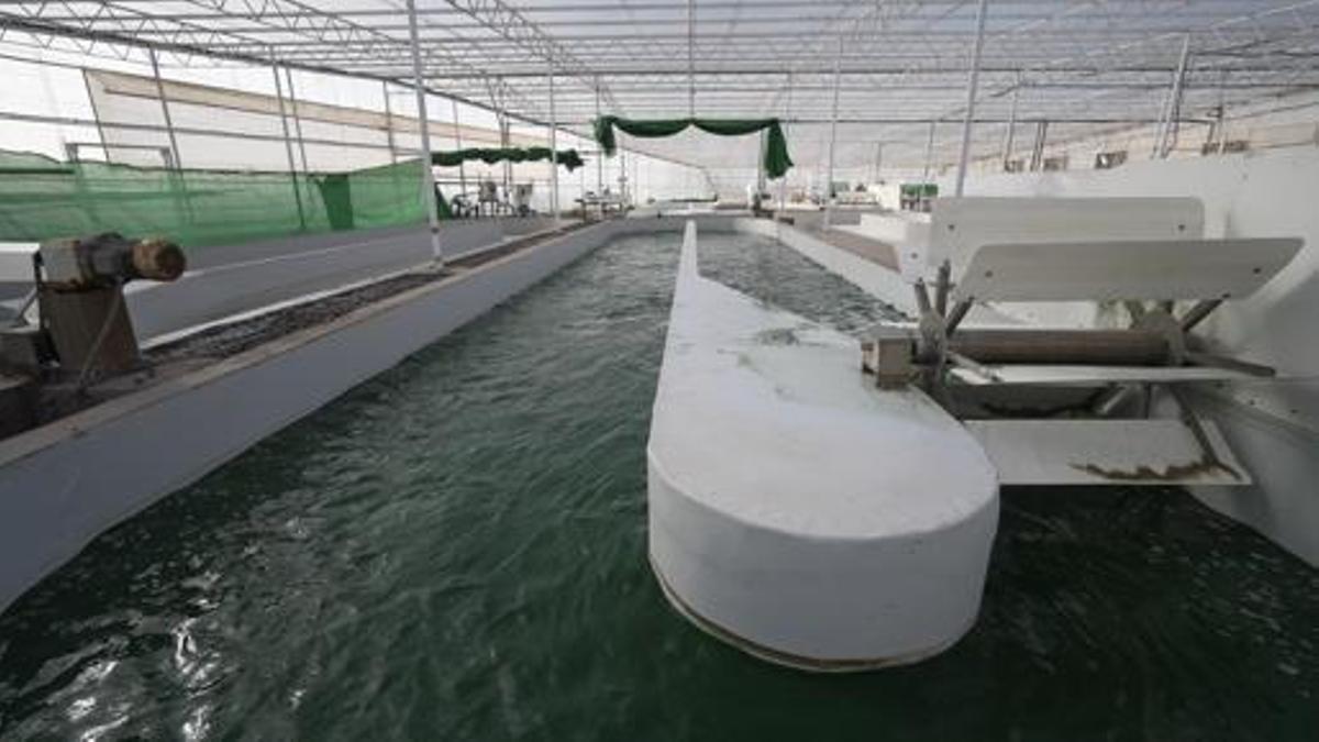 Piscinas del ITC donde se cultivan las algas en agua de mar.
