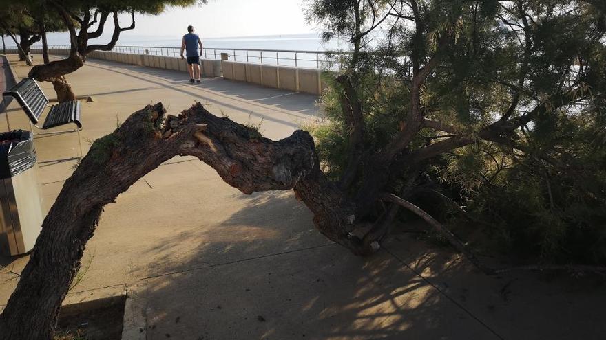 El sobrepès podria haver estat la causa de la caiguda de l&#039;arbre