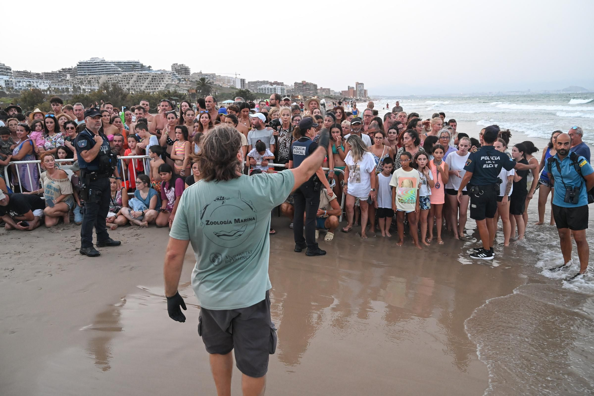 Gran expectación en Arenales del Sol por la suelta de 57 tortugas bobas recién nacidas