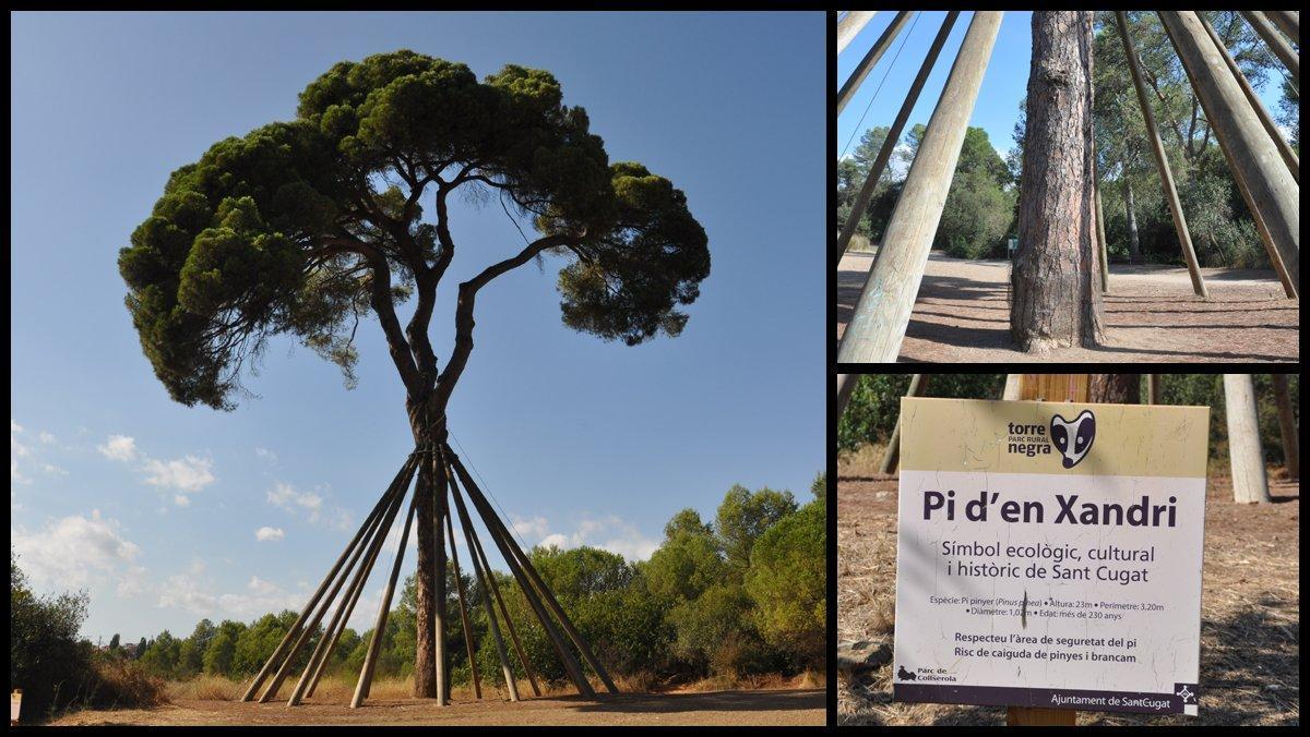 El Pi d'en Xandri, en Sant Cugat del Vallès.