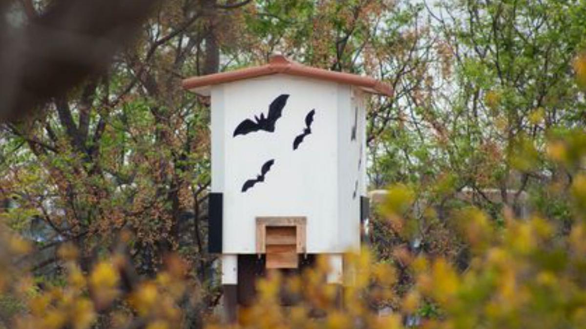 El enoturismo con murciélagos se afianza en Bodegas Enguera