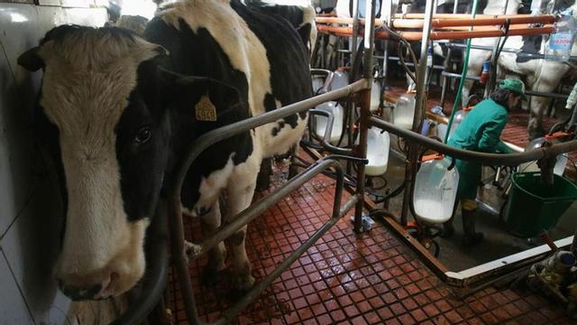 Una vaca durante el ordeño en Friol (Lugo).