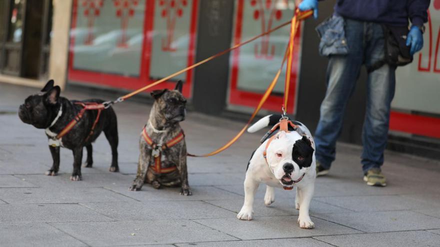 La Xunta reclama al Gobierno que retire la obligación de hacer un curso para tener perro