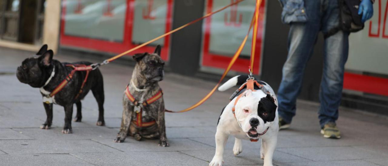 Una persona pasea a sus tres perros. |  // E.P.