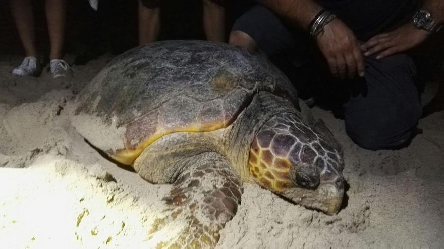 Una tortuga marina intenta desovar en la playa de La Mata de Torrevieja